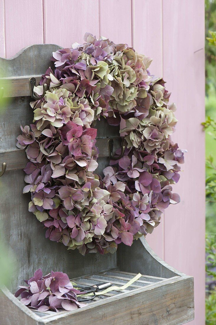 Kranz aus verblühten Blüten von Hydrangea (Hortensie) an Wandregal