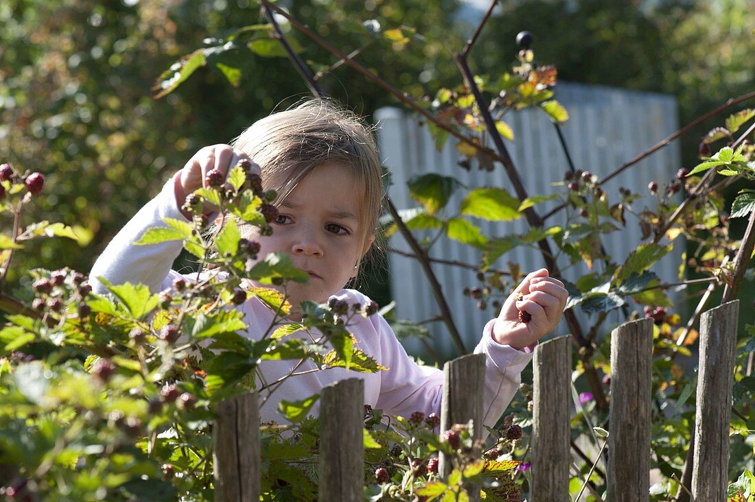 Mädchen pflückt Brombeeren (Rubus), Gartenzaun