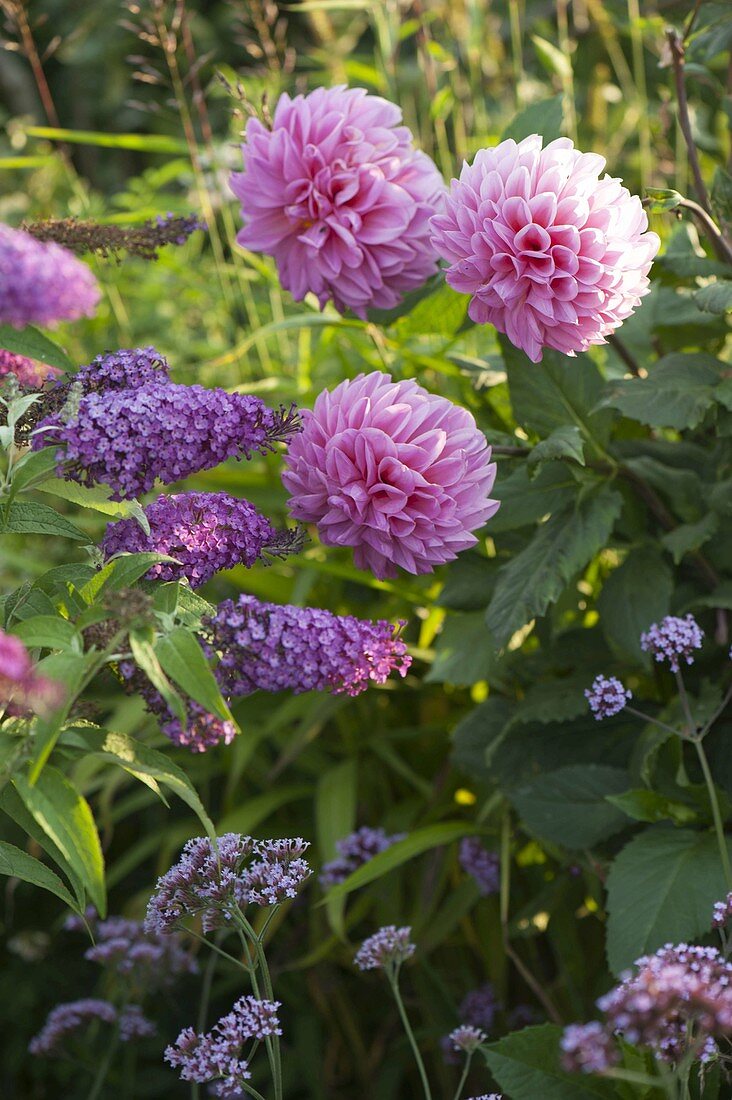 Buddleja davidii Buzz 'Pink Purple' (Schmetterlingsflieder, Sommerflieder)