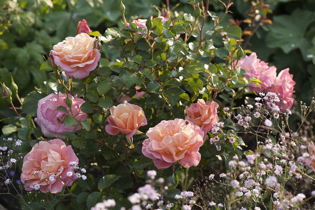 Rosa 'Botticelli' (Kleinstrauchrose), sehr gesund, öfterblühend