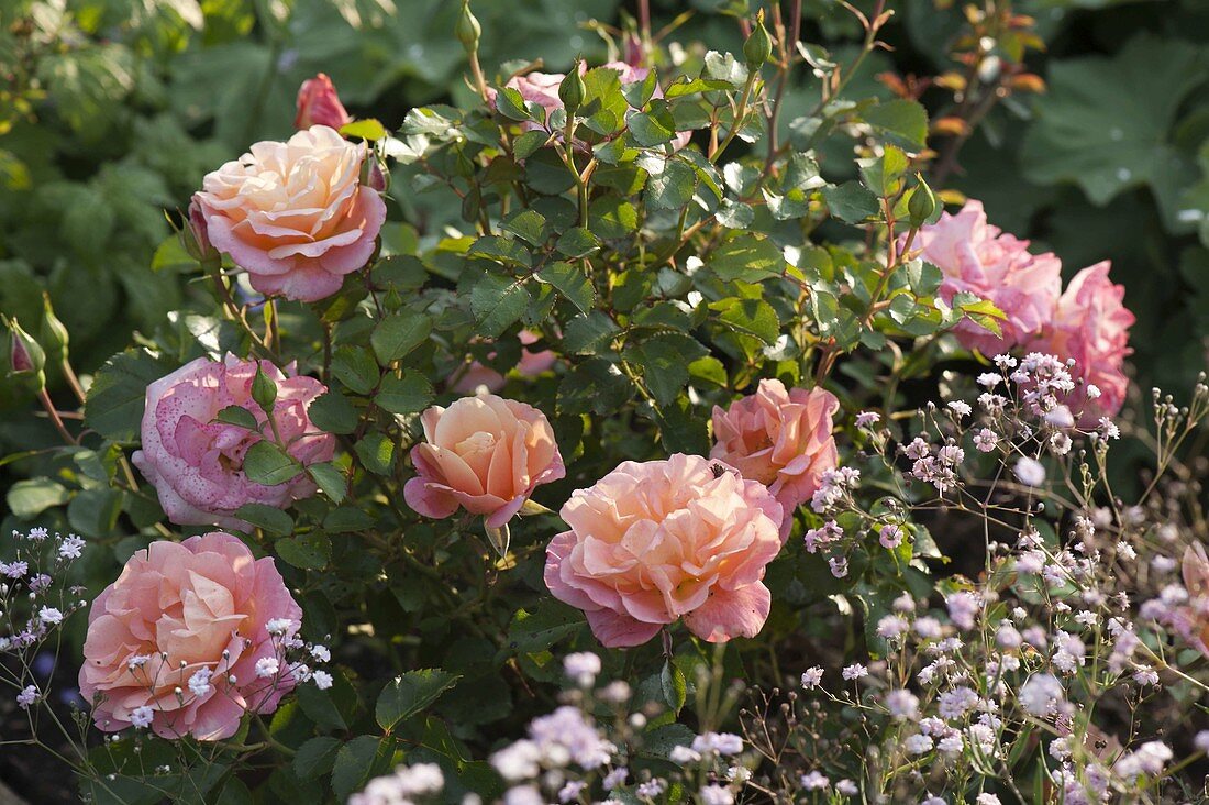 Rosa 'Botticelli' (small shrub rose), very healthy, often flowering