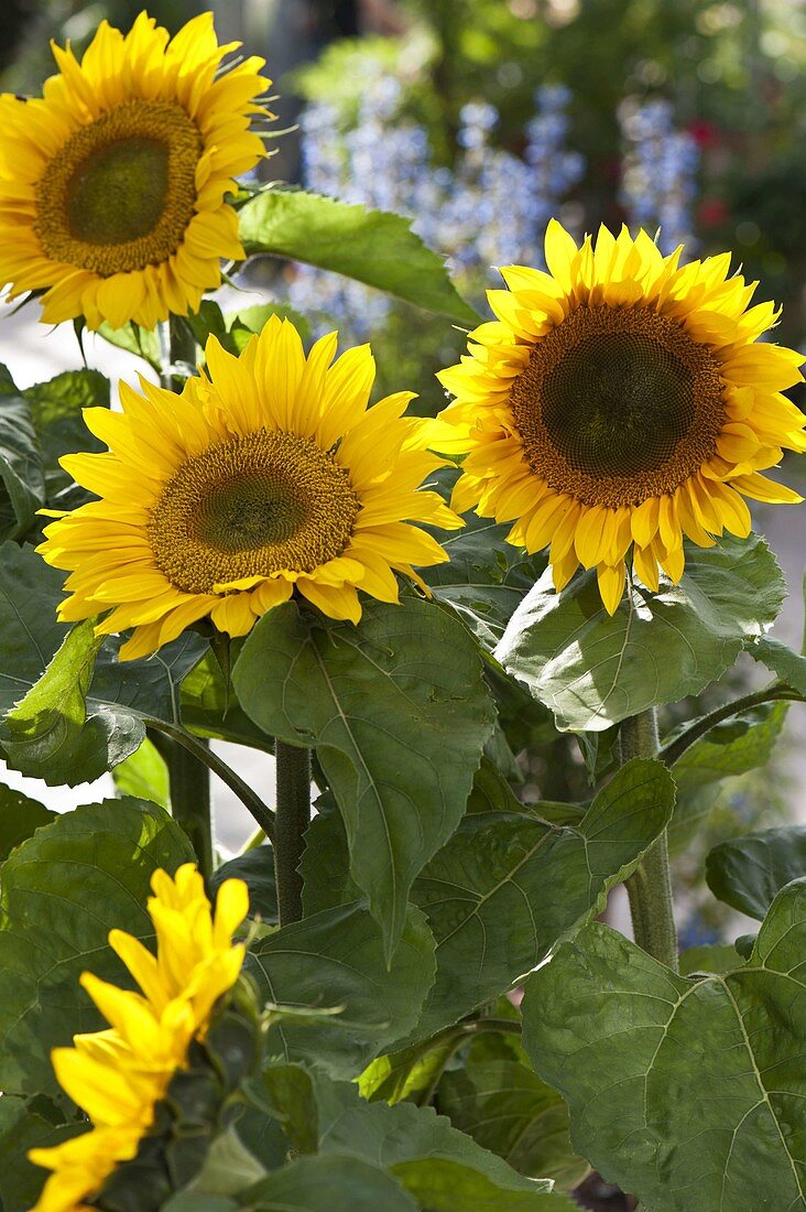 Helianthus 'Summer Breeze' (Sonnenblume)