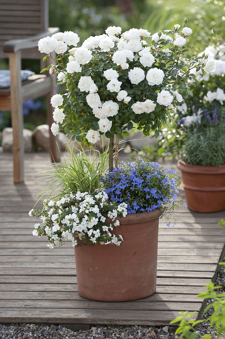 Rosa 'Snow Meillandina' (Rosen - Stämmchen) unterpflanzt mit Lobelia