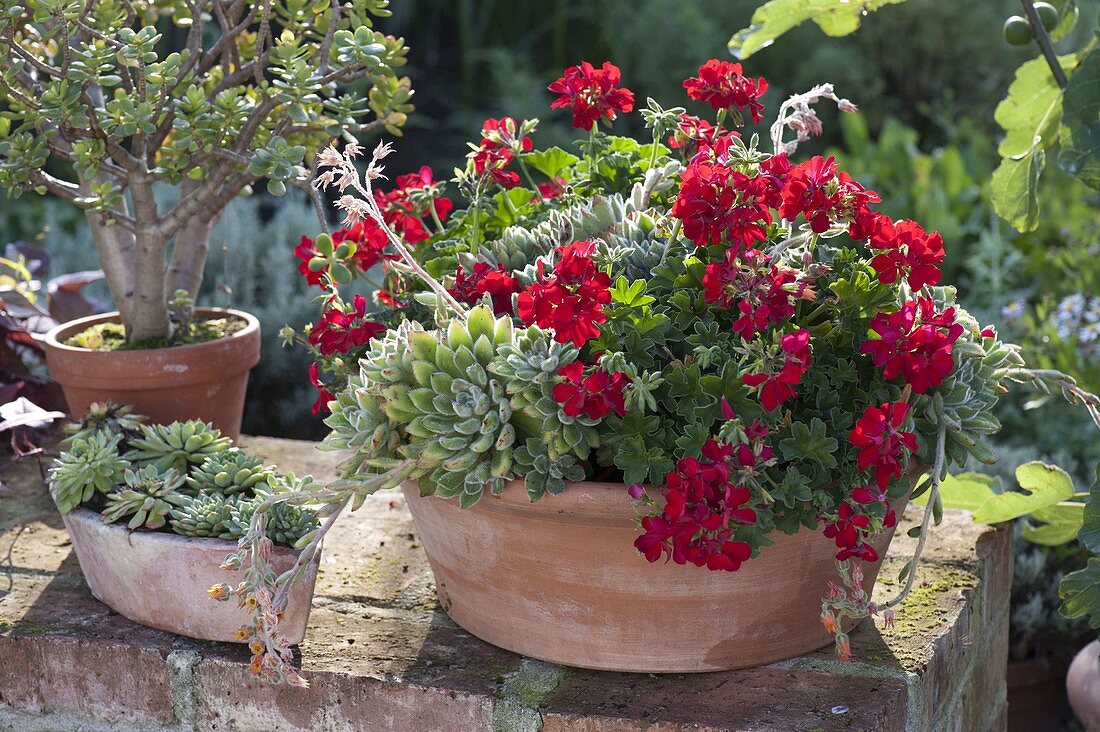 Pelargonium peltatum (Hängegeranie) und Echeveria in Terracotta - Schale