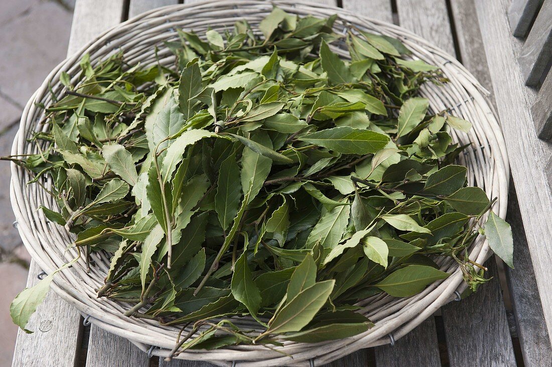 Leaves of laurel (Laurus nobilis) drying as a spice