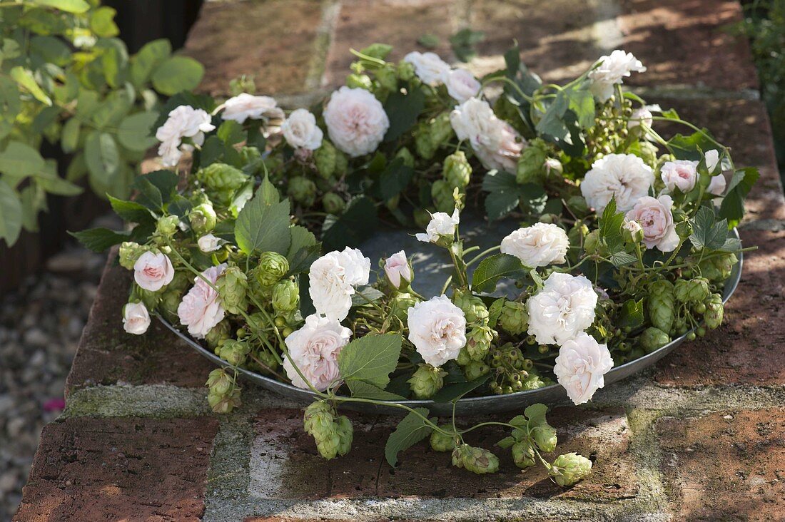 Wreath of Humulus lupulus, rose and unripe rosehips