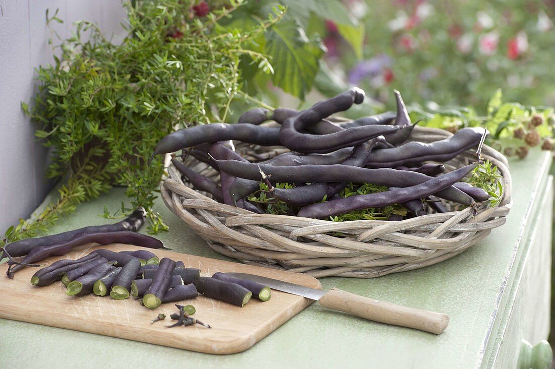 Pole bean 'Blauhilde' freshly harvested with savory