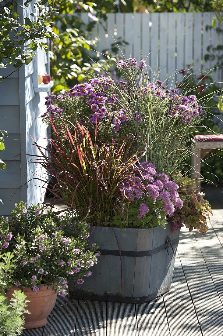Wooden bucket with aster and Miscanthus 'Morning Light'