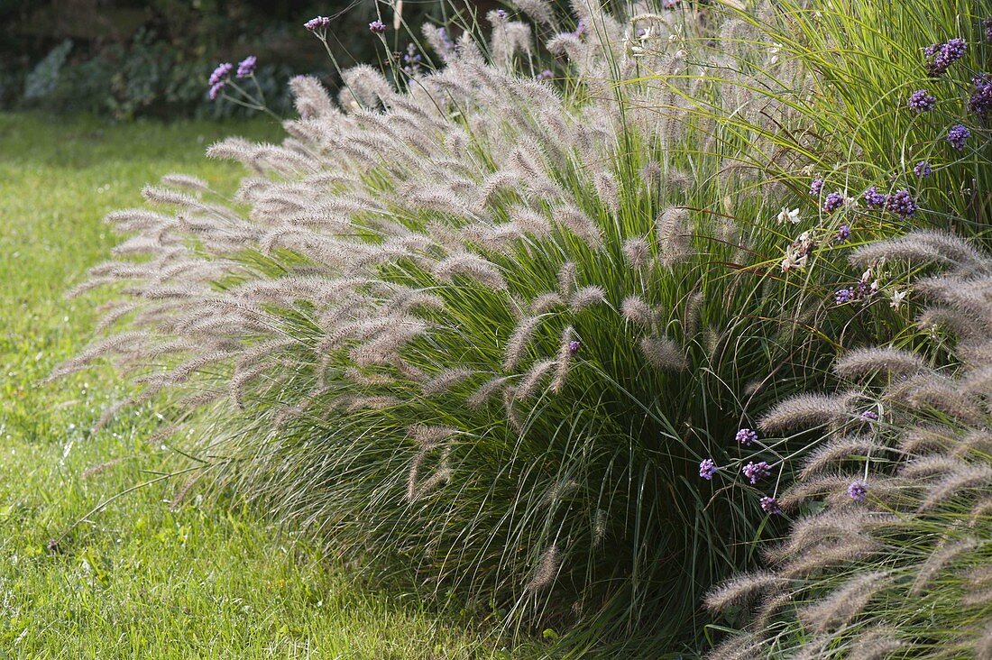 Pennisetum compressum 'Hameln' (Feathergrass)