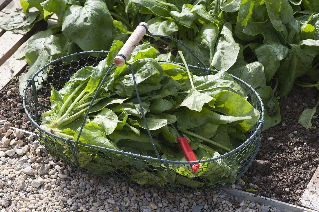 Freshly harvested spinach 'Madator' in a wire basket
