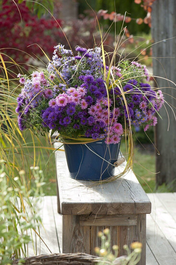 Ländlicher Strauß aus Aster (Herbstastern) und Gräsern