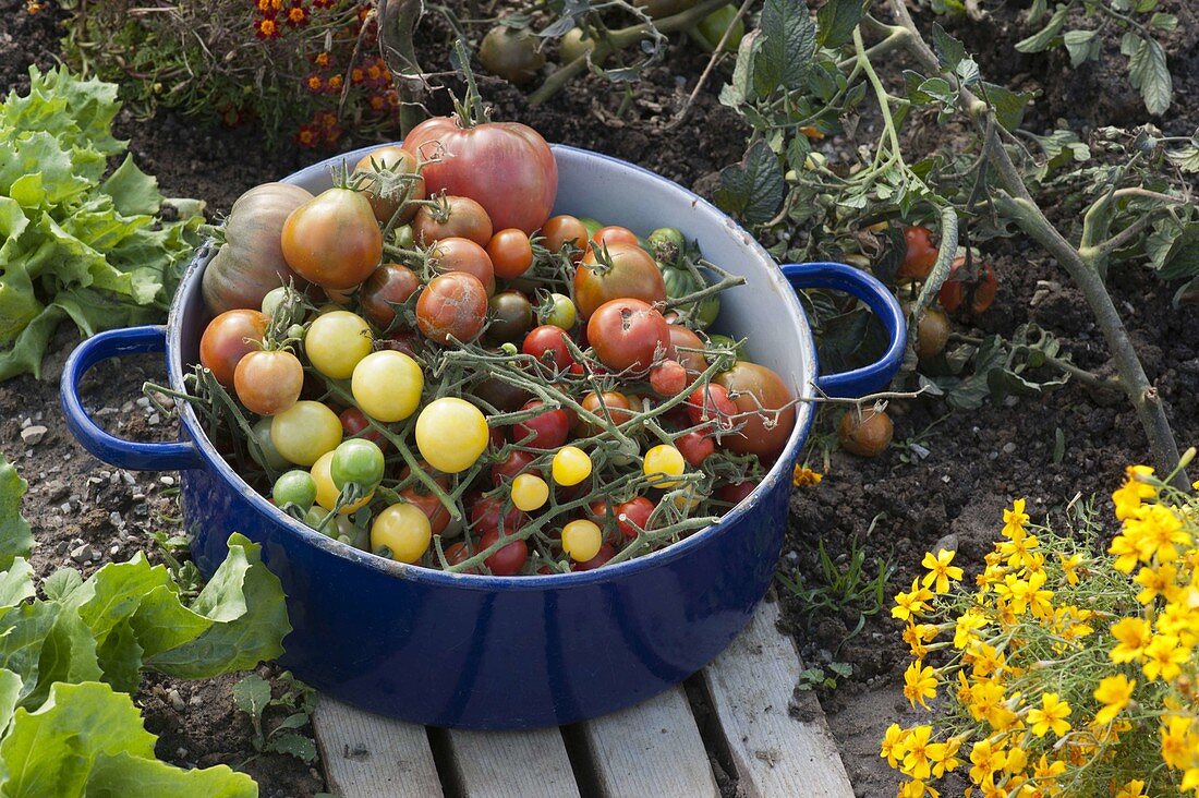 Die letzten Tomaten (Lycopersicon) vor dem Frost geerntet