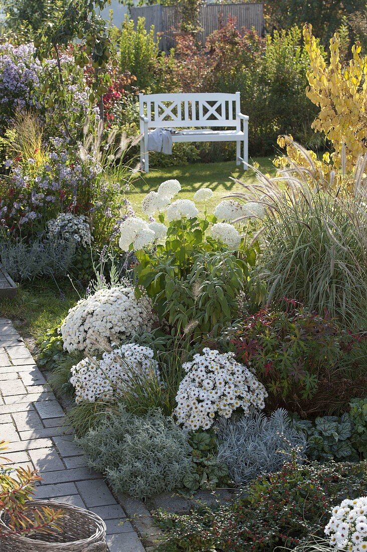 Herbstlicher Garten mit Aster dumosus 'Perla' (Kissenastern), Chrysanthemum