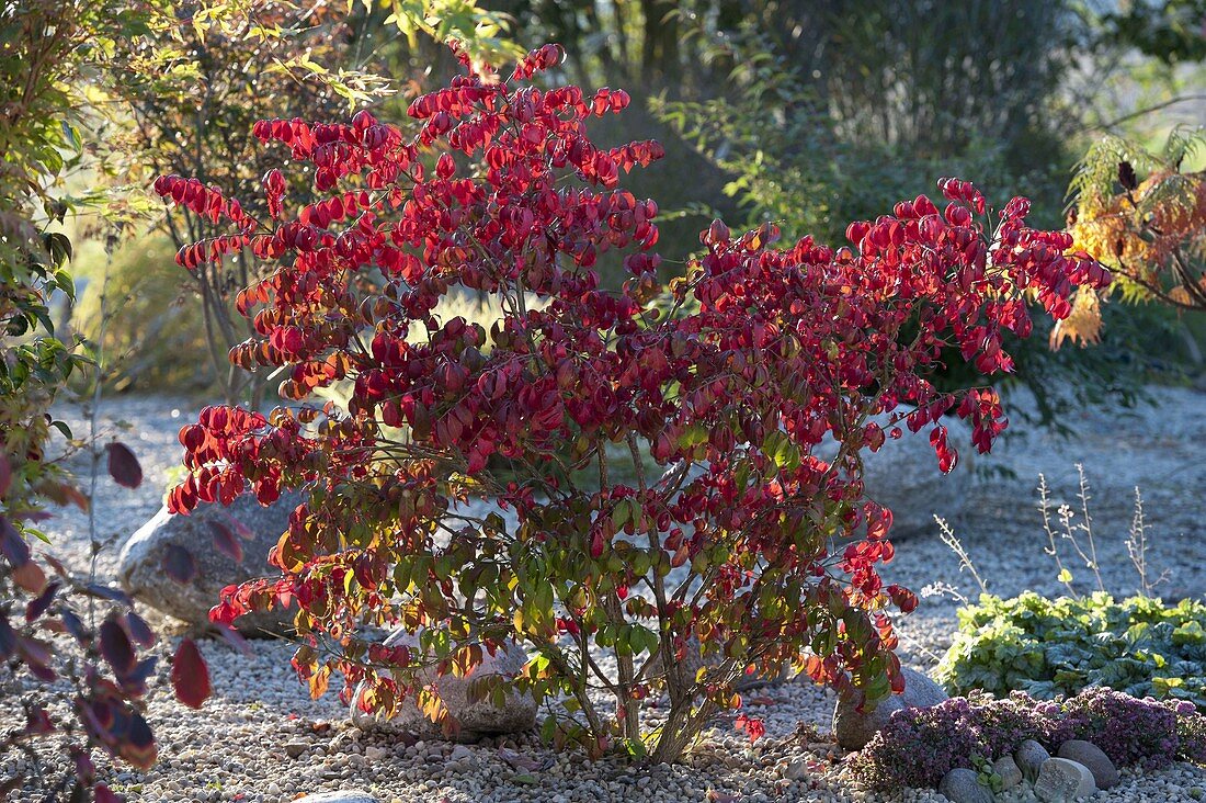 Euonymus alatus (Korkleisten - Spindelstrauch) im Kiesbeet