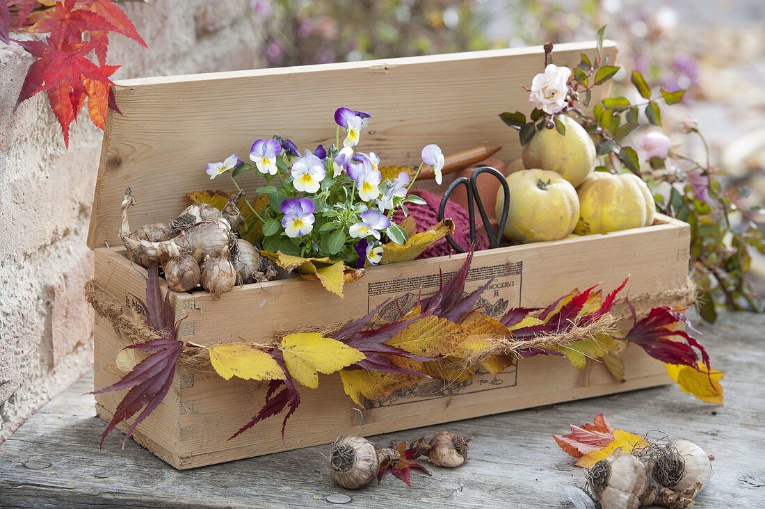 Geschenk für Gartenfreunde : Holzkiste gefüllt mit Zwiebeln von Narcissus