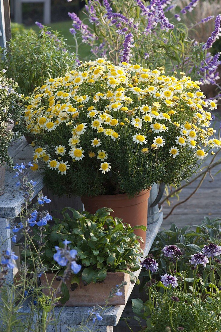 Argyranthemum 'Sole Mio' (Marguerite)