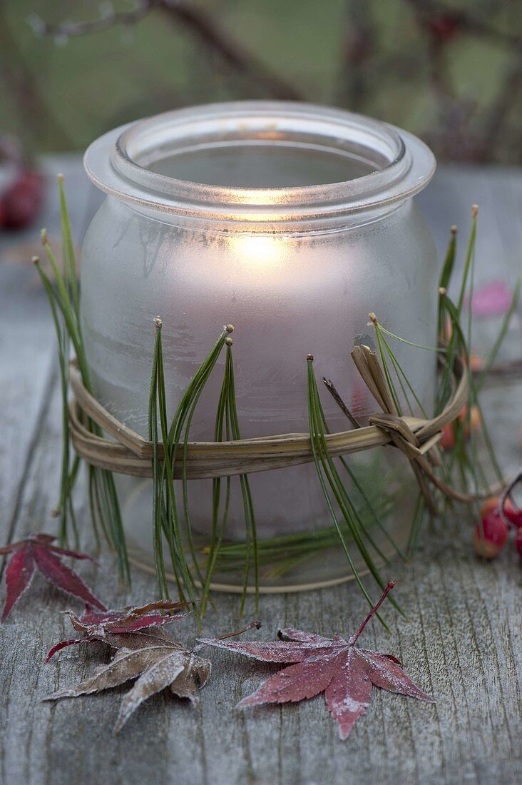 Frozen preserving jar as a lantern with needles of Pinus