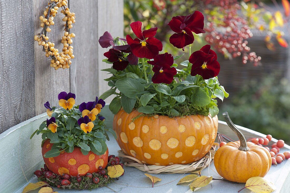 Decorative carved pumpkins as planters for viola cornuta