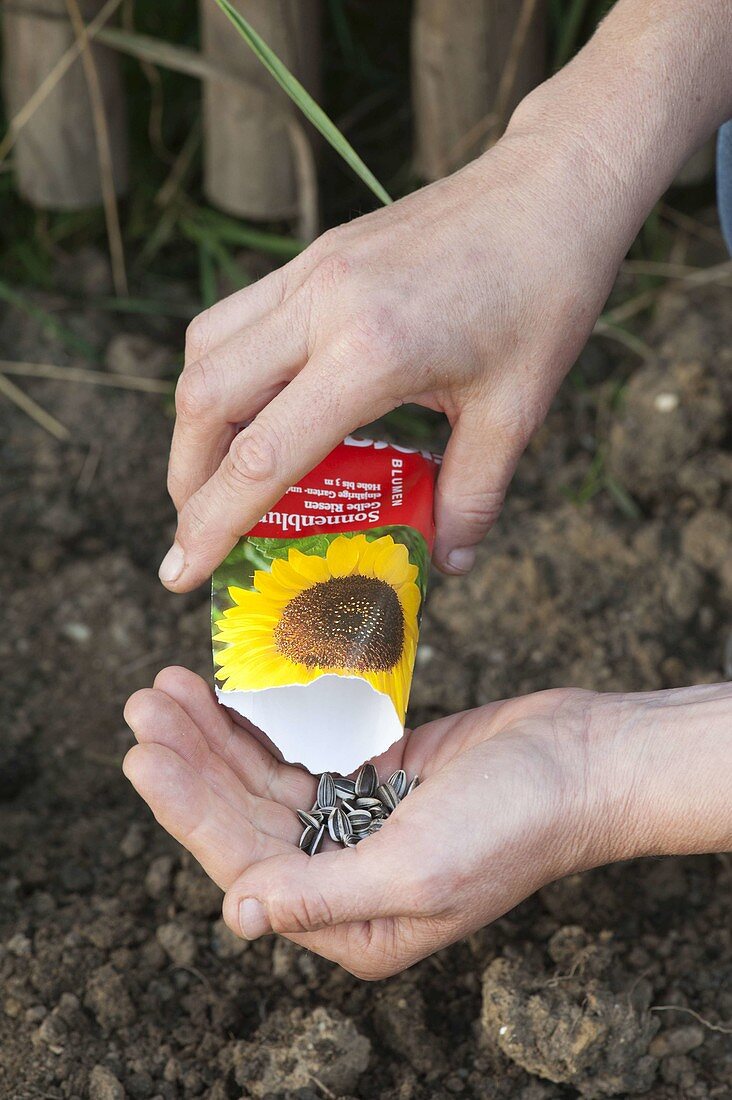 Samen von Helianthus (Sonnenblumen) aus der Tüte in die Hand schütten