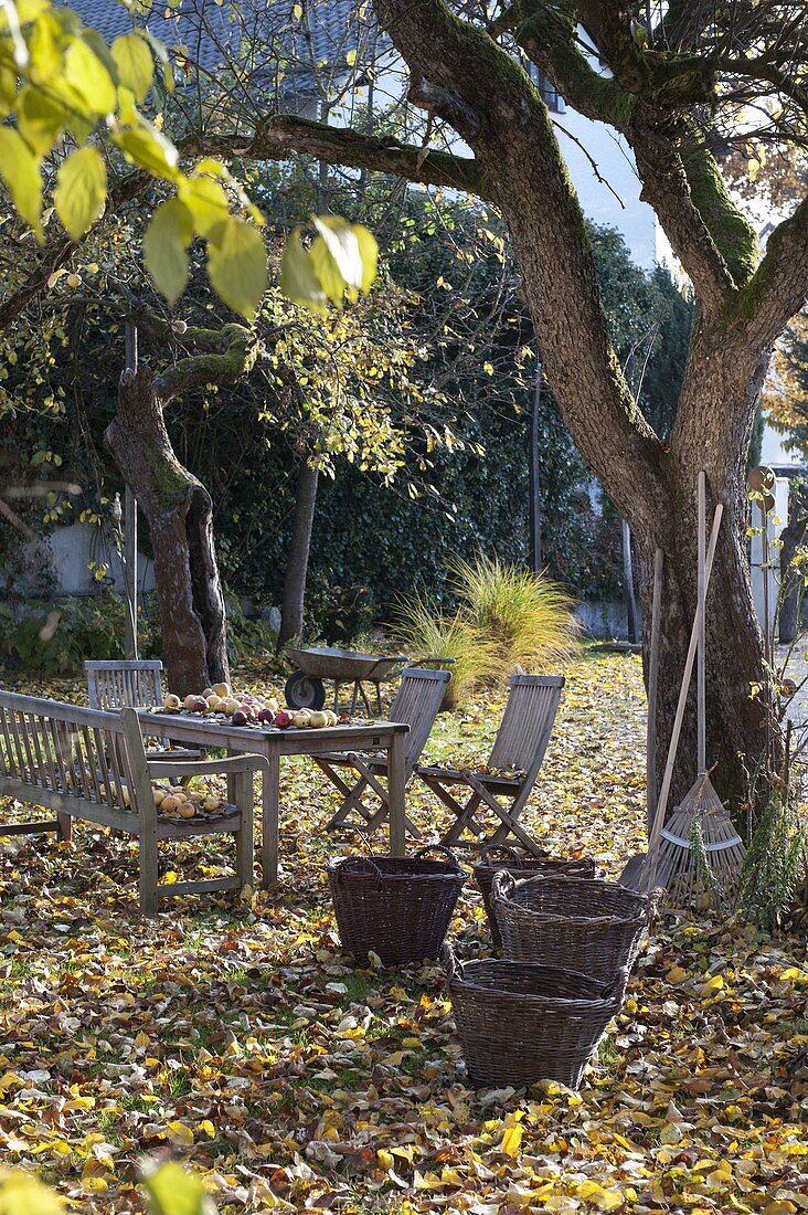 Herbstlaub im Garten