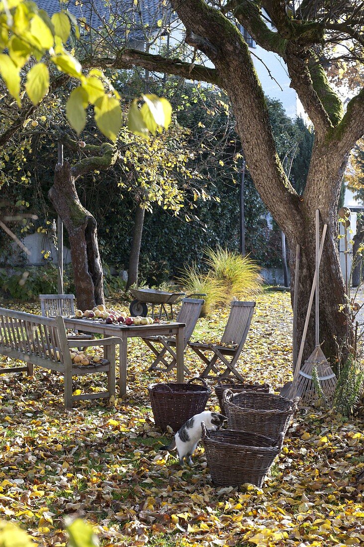 Herbstlaub im Garten