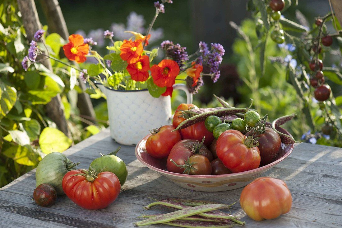 Frisch geerntete Tomaten (Lycopersicon) in Schale
