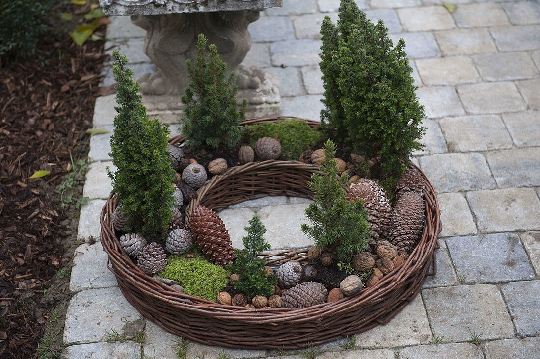 Ring of willow branches planted with conifers
