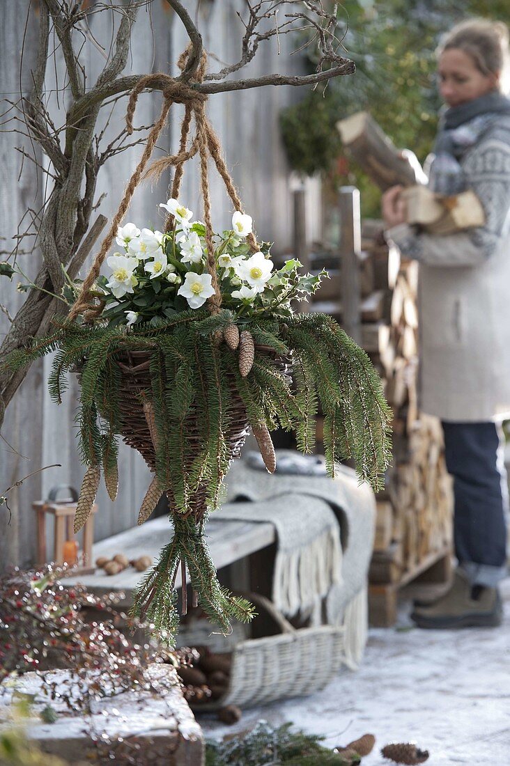 Hanging basket basket from Salix, with Helleborus