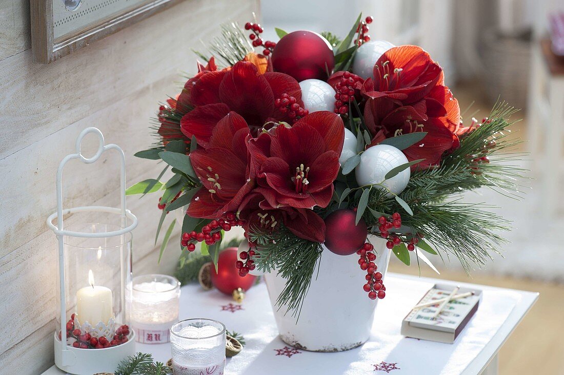 Red-white Christmas Bouquet Hippeastrum 'Red Lion', Ilex