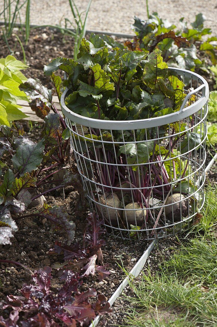 Freshly picked beetroot (Beta vulgaris) in wire basket