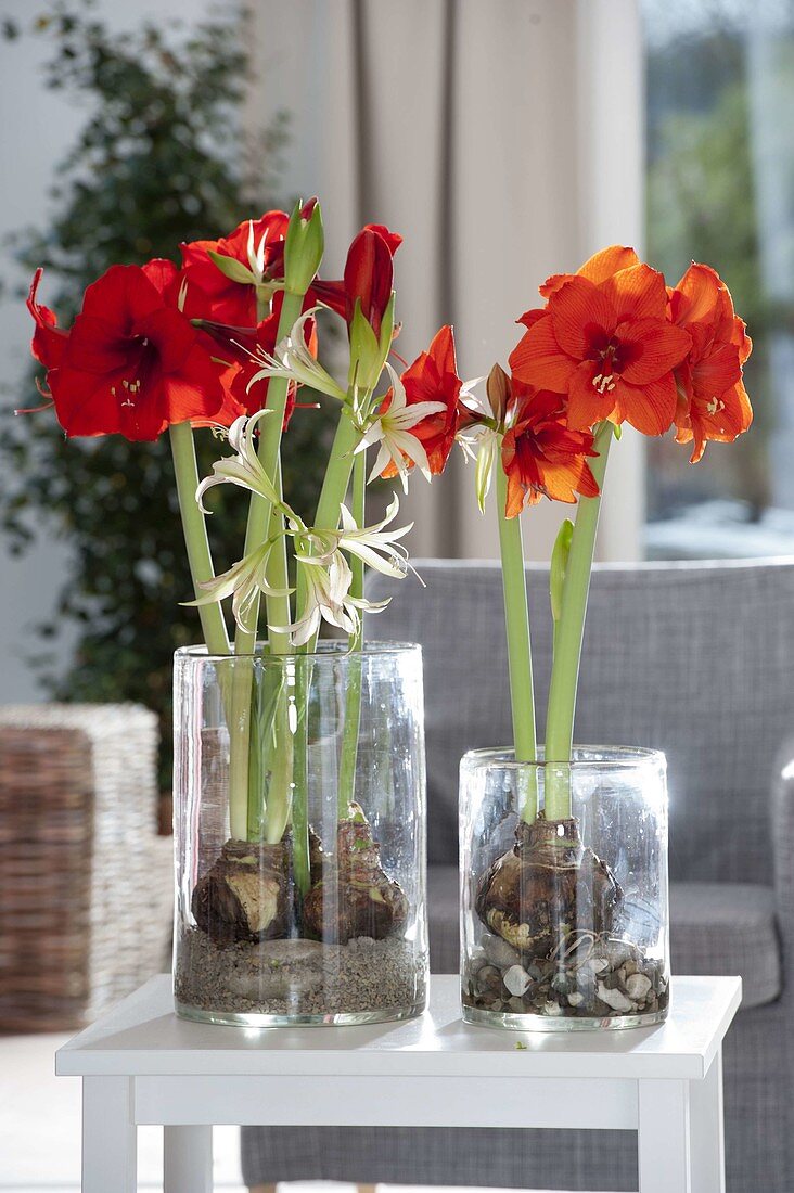 Hippeastrum Hybride 'Royal Red' , Cybister 'Emerald' (Amaryllis)