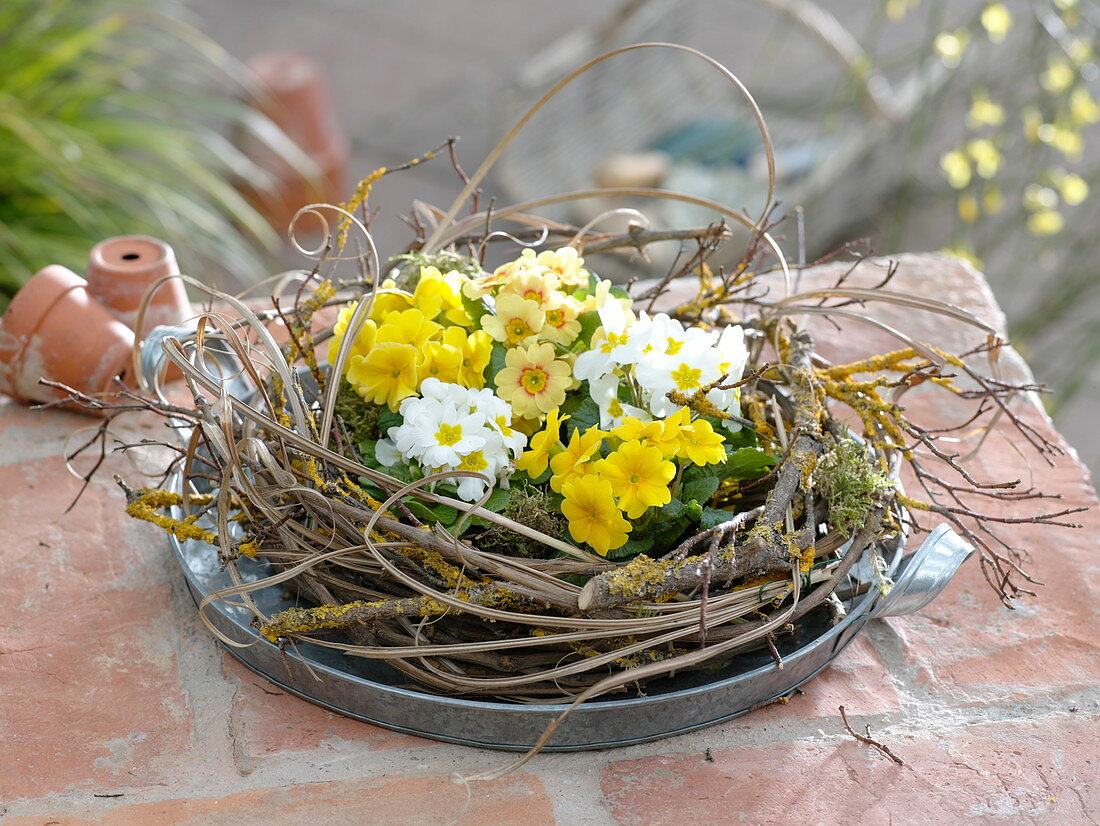 Primula acaulis (spring primrose) in wreath made of branches and grasses