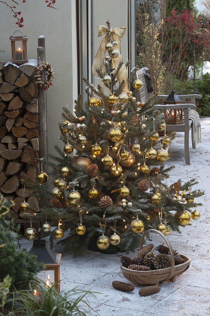 Picea pungens (Stechfichte) golden geschmückt mit Kugeln, Zapfen