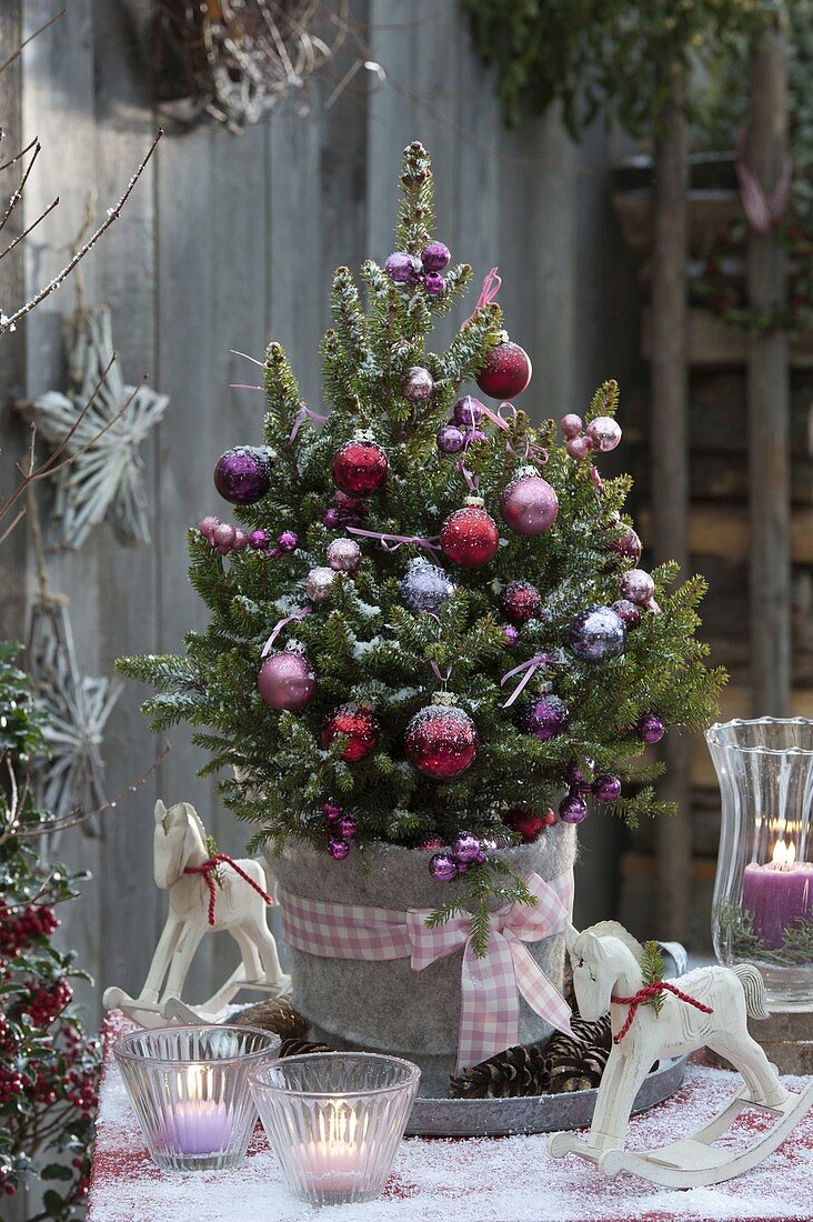 Picea abies 'Will's Zwerg' (Zwerg-Fichte) als Weihnachtsbaum geschmückt