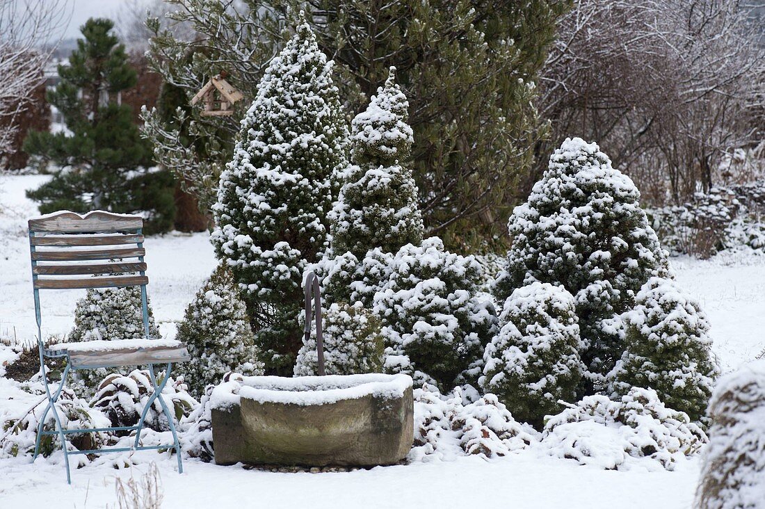 Snowy garden with Picea glauca 'Conica' (sugarloaf spruce)