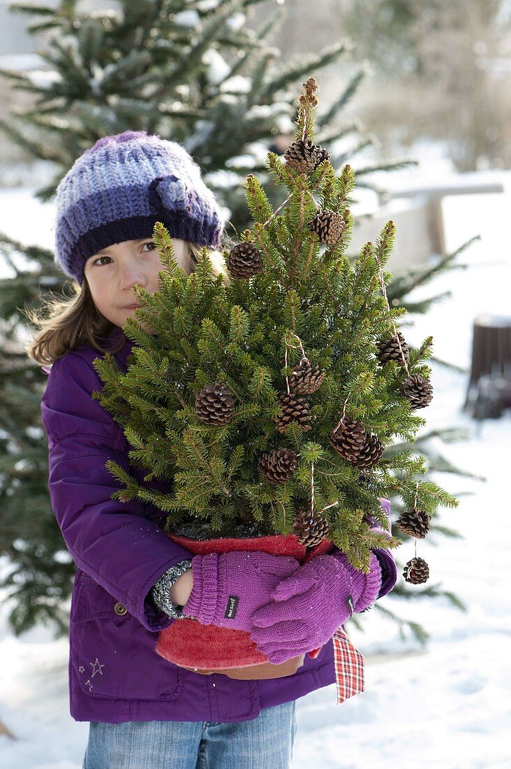 Girl with Picea abies 'Will's Dwarf' (Dwarf Spruce)