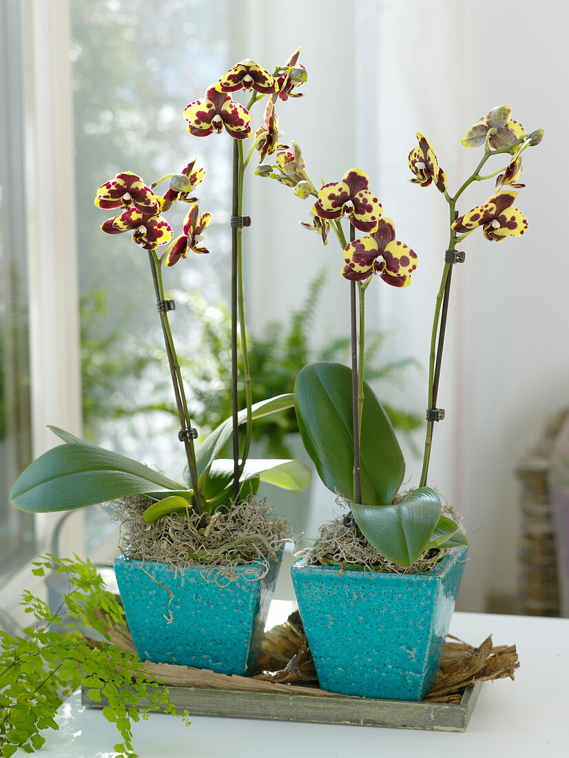 Phalaenopsis 'Gelbe Kuhflecken' (Malayenblume , Schmetterlingsorchidee)