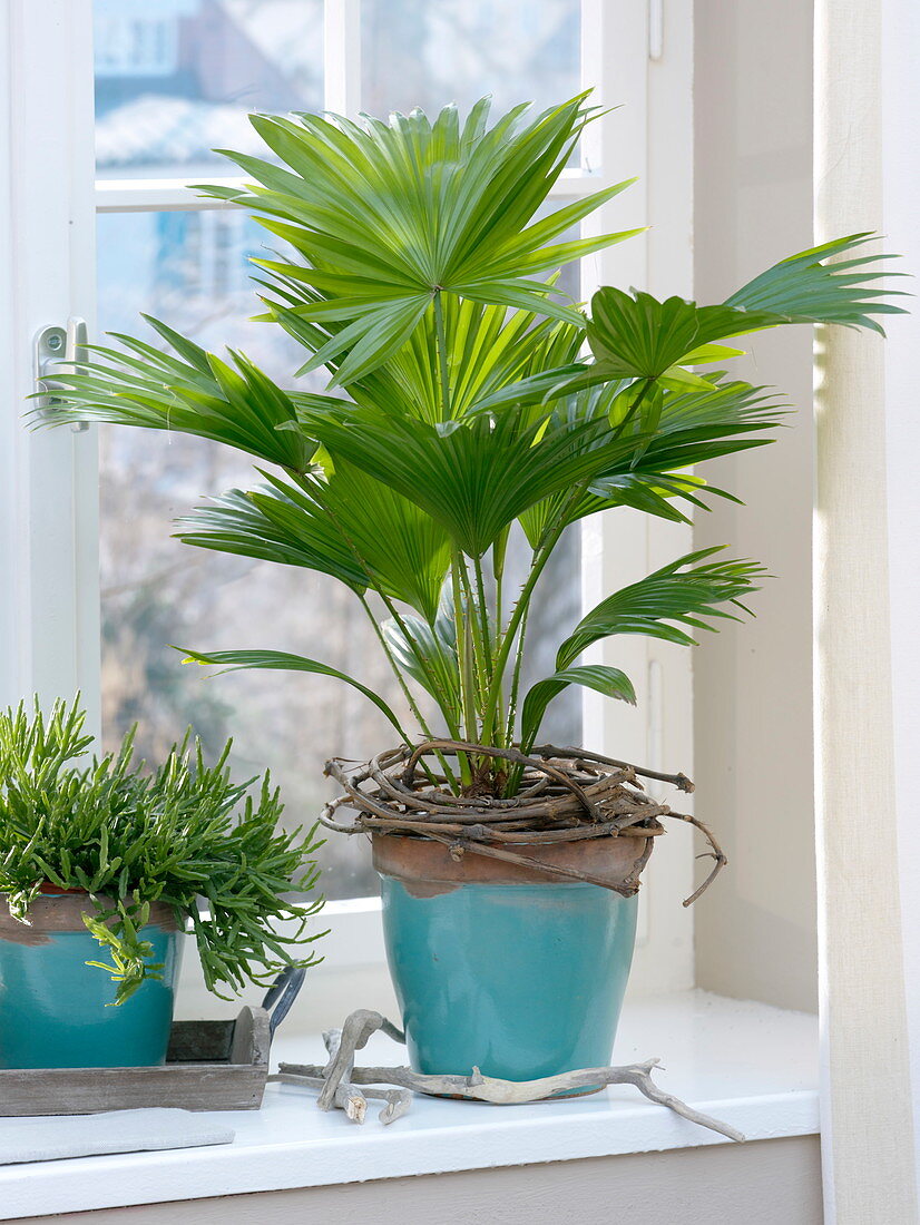 Palmier d'intérieur - Livistona rotundifola - plante d'intérieur