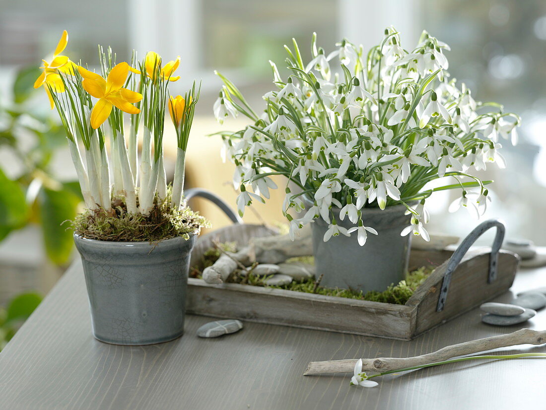 Strauß aus Galanthus nivalis (Schneeglöckchen) und Crocus chrysanthus