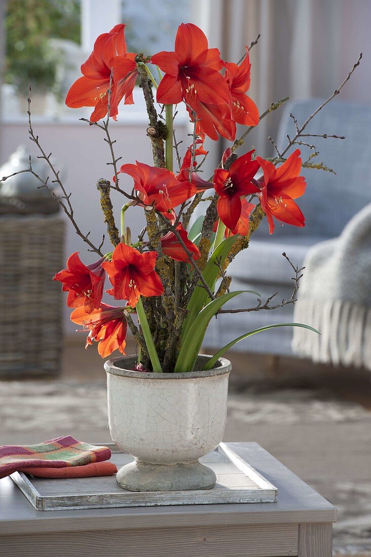 Hippeastrum 'Supreme Garden' in pot