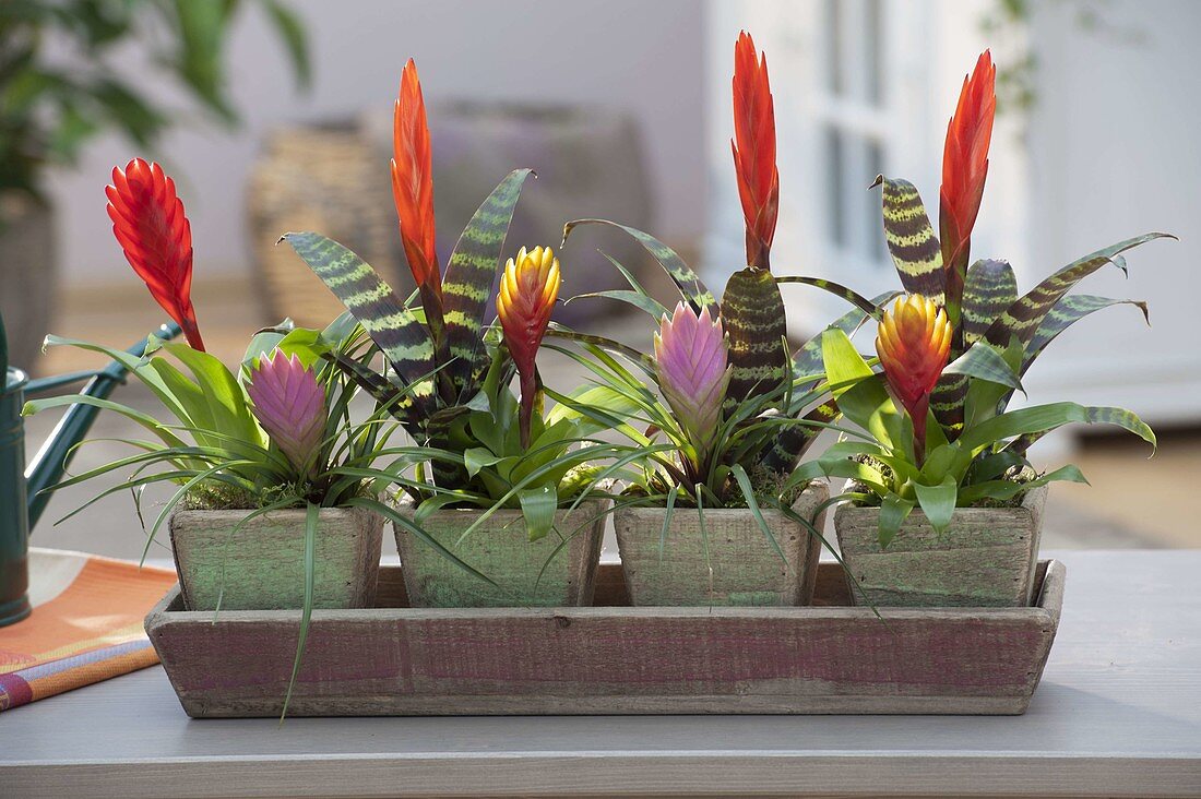 Wooden tray with mini bromeliads