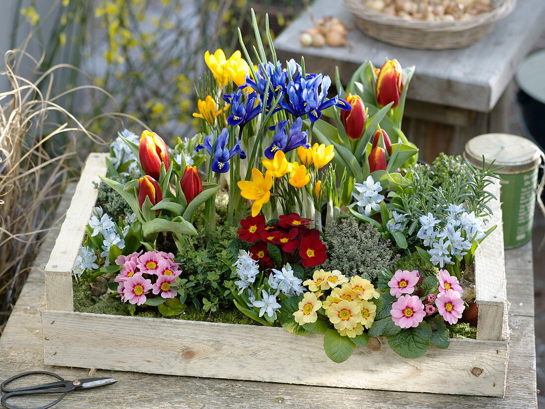 Gift box with spring flowers and herbs