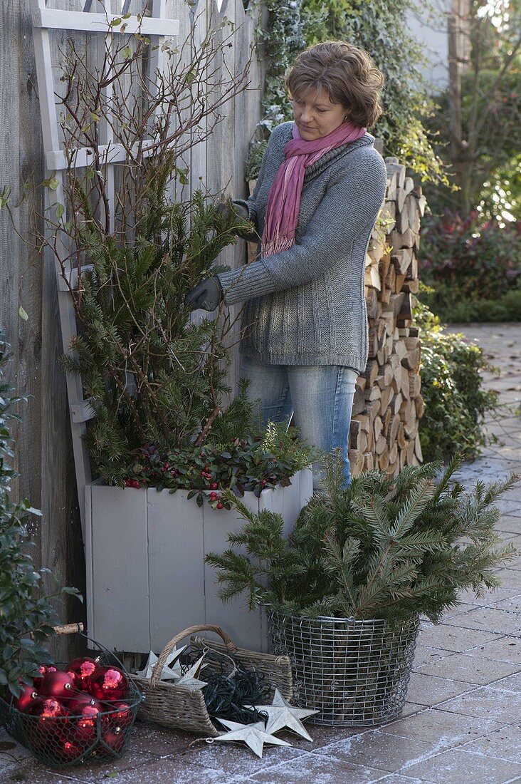 Rose im Kübel weihnachtlich einwintern