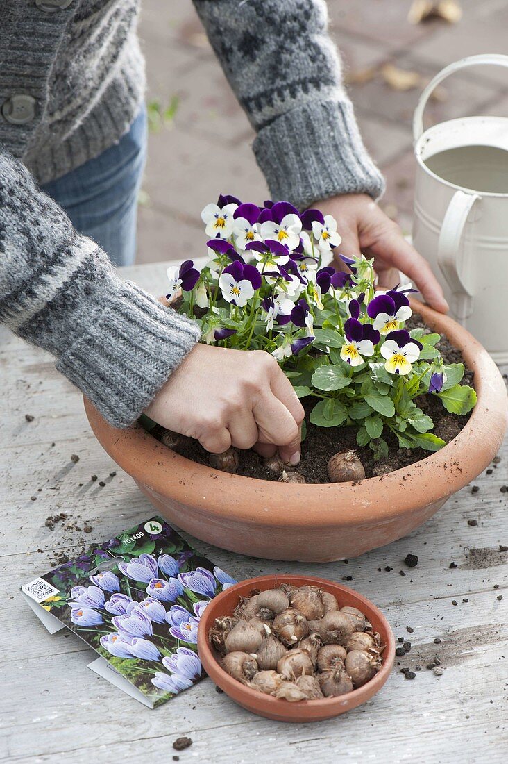 Plant bowl with horned violet and crocus