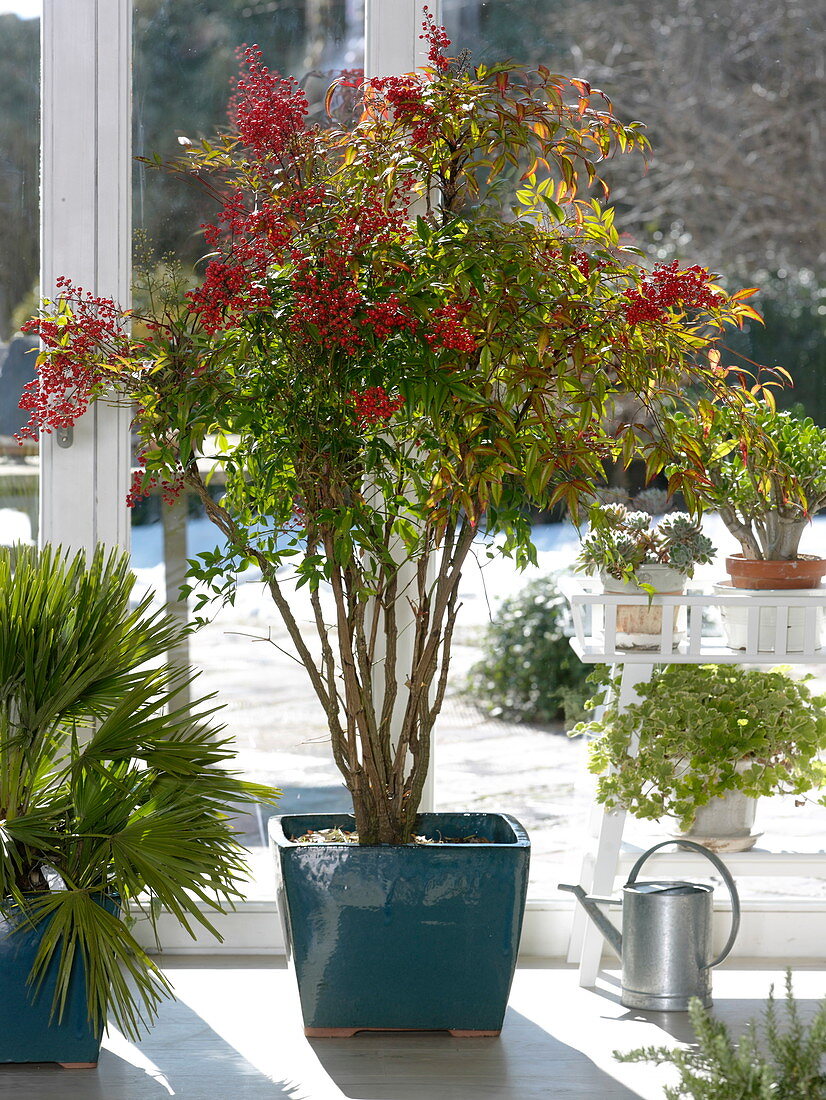 Potted plants in the conservatory