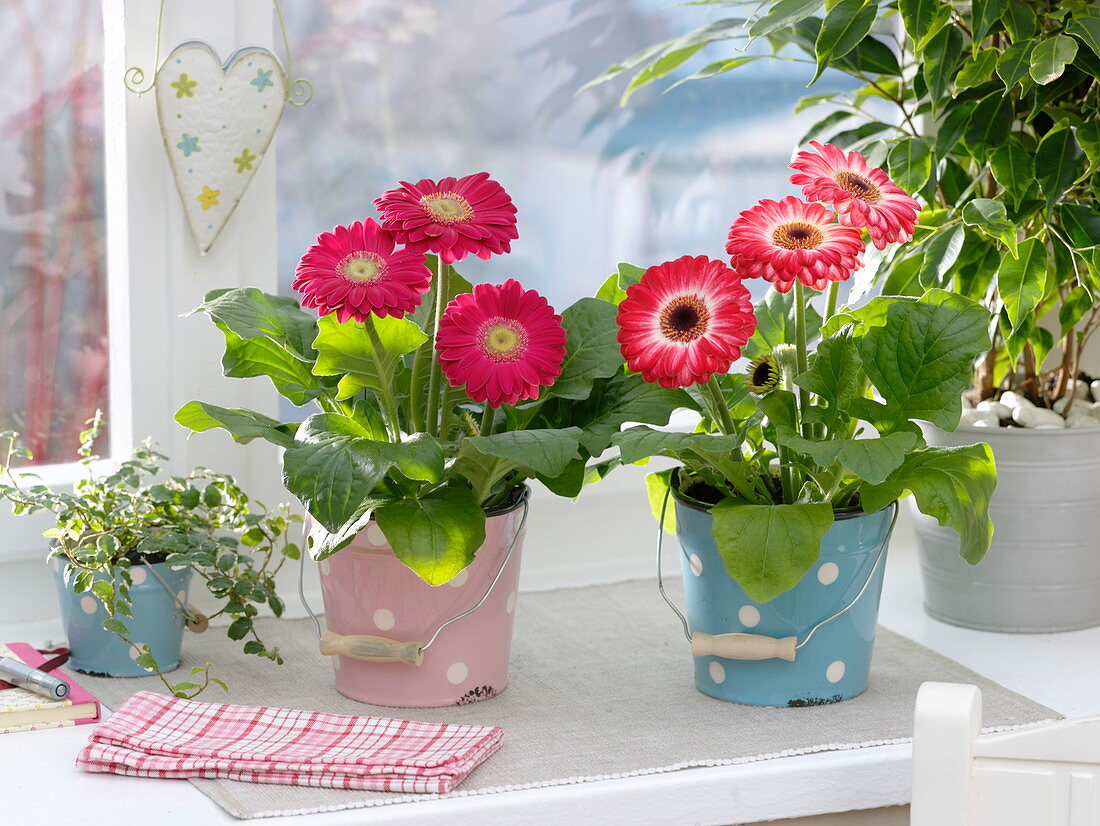 Gerbera in dotted metal buckets at the window