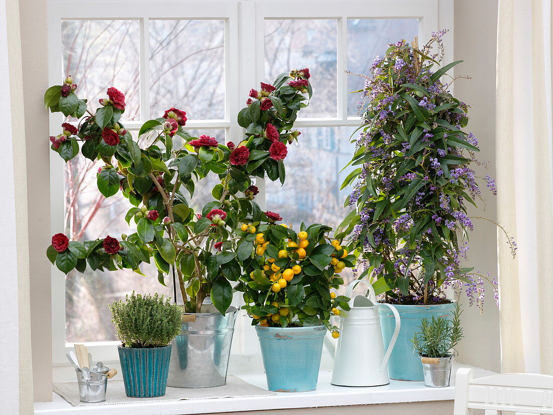Wintering of potted plants at the cold window