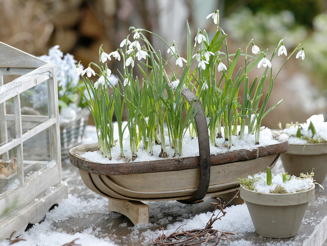 Spank basket with Galanthus nivalis (snowdrop)