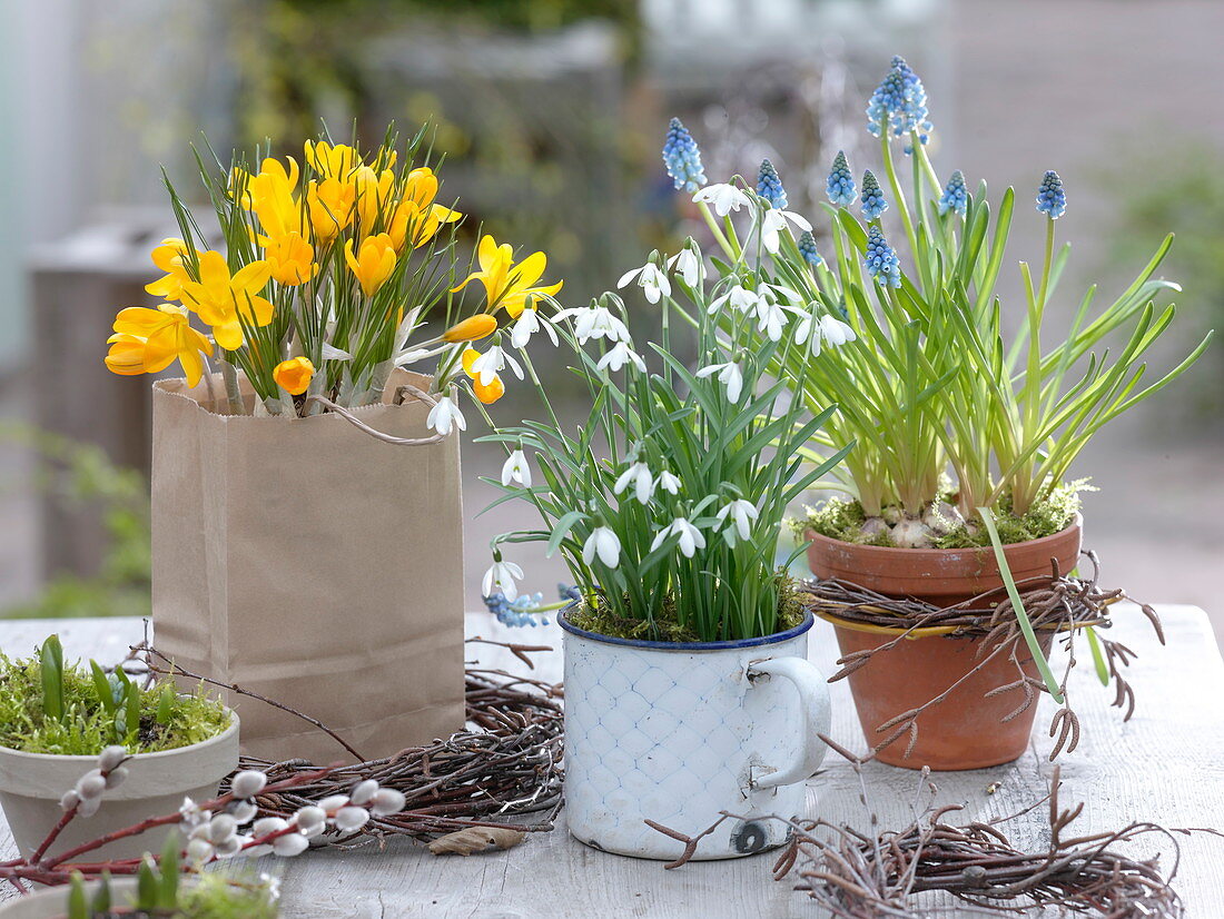 Crocus chrysanthus (Krokusse) in Papiertasche, Galanthus (Schneeglöckchen