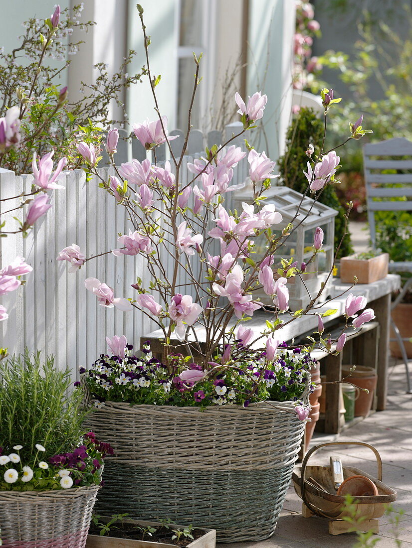 Magnolia fraseri 'Georg Henry Kern' (Magnolie) unterpflanzt mit Viola cornuta